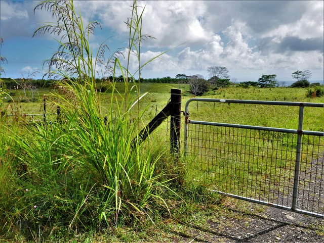Wild sugar cane